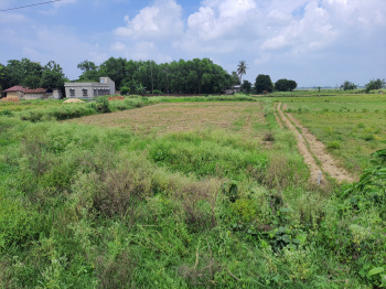 Agricultural Land for Sale in Memari, Bardhaman