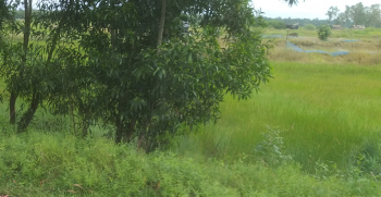  Agricultural Land for Sale in Contai, Medinipur
