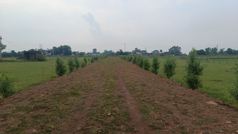 Boria Kalan, Raipur photo 4