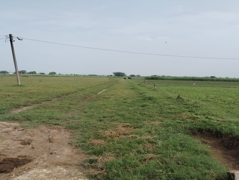  Agricultural Land 6 Bigha for Sale in Issapur, Delhi