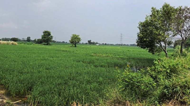  3000 Sq.ft. Agricultural/Farm Land for Sale in Issapur, Delhi