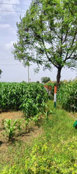  Agricultural Land for Sale in Pataudi, Gurgaon