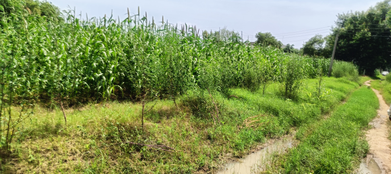  Agricultural Land 3 Acre for Sale in Pataudi, Gurgaon