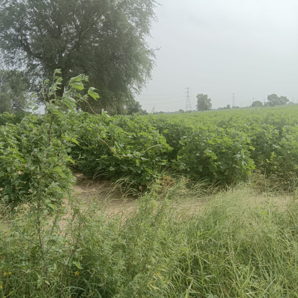  Agricultural Land 2 Acre for Sale in NH 8, Dharuhera