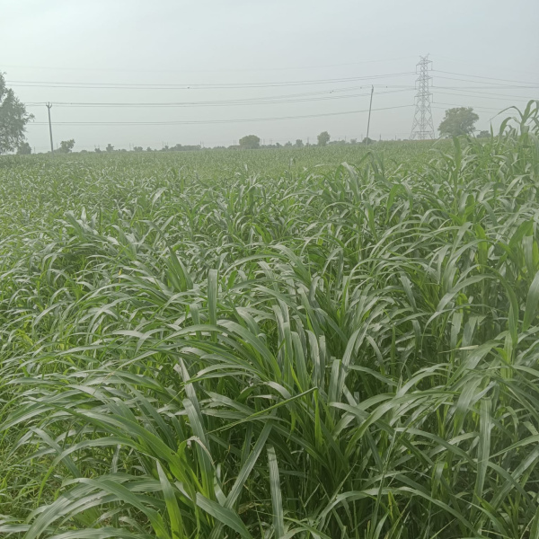  Agricultural Land 2 Acre for Sale in NH 8, Dharuhera