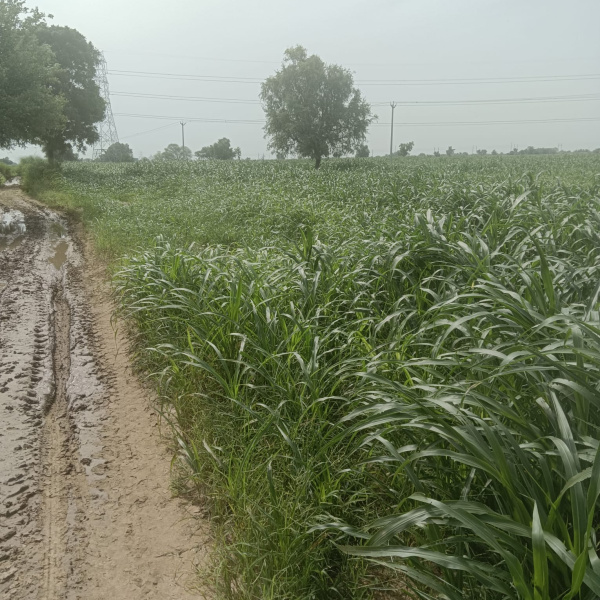  Agricultural Land 2 Acre for Sale in NH 8, Dharuhera