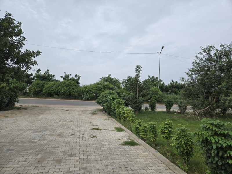  1000 Sq. Yards Agricultural/Farm Land for Sale in Dhorka, Gurgaon
