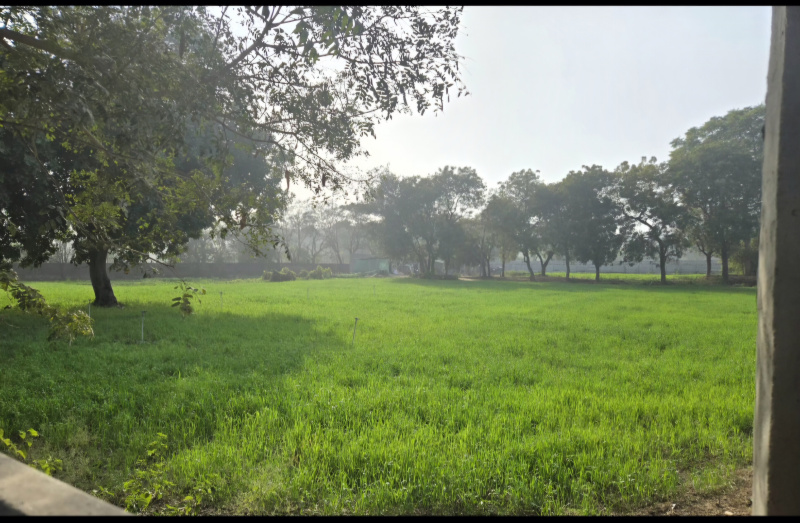  3 Acre Agricultural/Farm Land for Sale in Badshahpur, Gurgaon