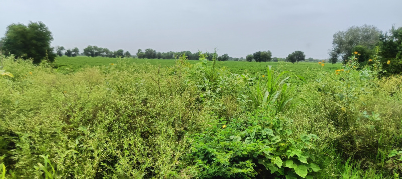  5 Acre Agricultural/Farm Land for Sale in Dharuhera, Rewari