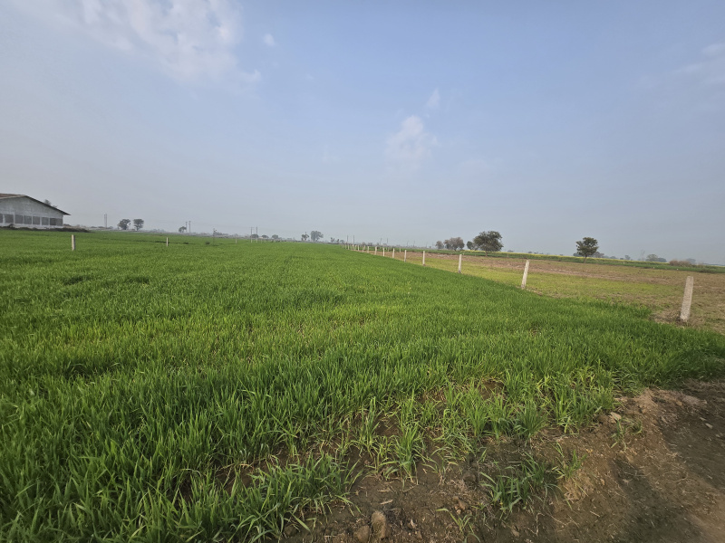  5 Acre Agricultural/Farm Land for Sale in Dharuhera, Rewari