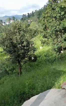  1800 Sq.ft. Residential Plot for Sale in Binsar, Almora