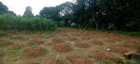  Residential Plot for Sale in Mulanthuruthy, Ernakulam