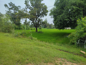  Agricultural Land for Sale in Pendra, Bilaspur