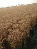  Agricultural Land for Sale in Gola Gokarannath, Lakhimpur Kheri