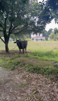  Agricultural Land for Sale in Manduwala, Dehradun