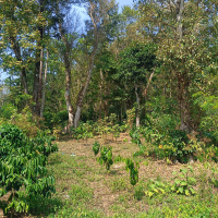  Agricultural Land for Sale in Kushalnagar, Kodagu