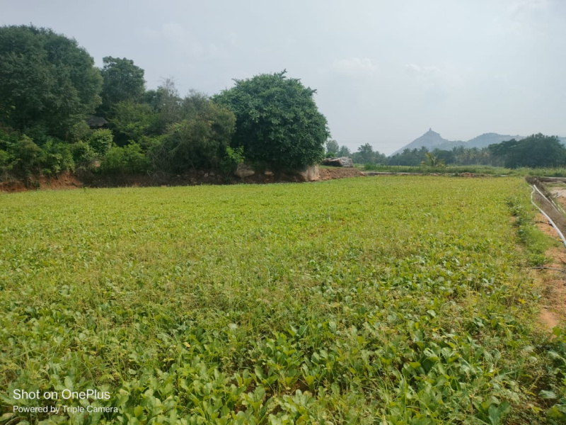  Residential Plot 1 Acre for Sale in Kelamangalam Road, Hosur