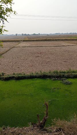  Agricultural Land 3 Biswa for Sale in GT Road, Mughalsarai
