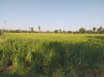  Agricultural Land for Sale in Chhoti Sadri, Pratapgarh