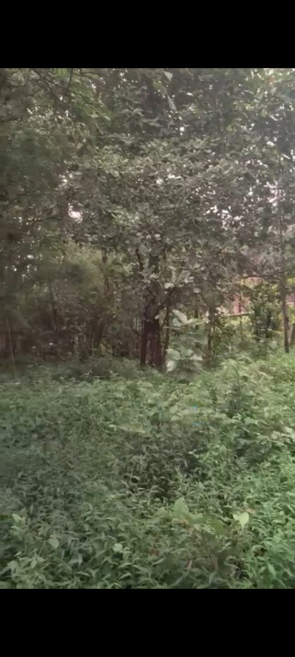  Commercial Land 2025 Sq. Meter for Sale in Salvador Do Mundo, Bardez, Goa