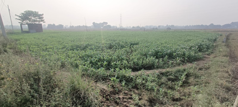  Residential Plot 1000 Sq.ft. for Sale in Bihta, Patna