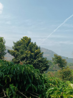  Agricultural Land for Sale in Virajpet, Kodagu