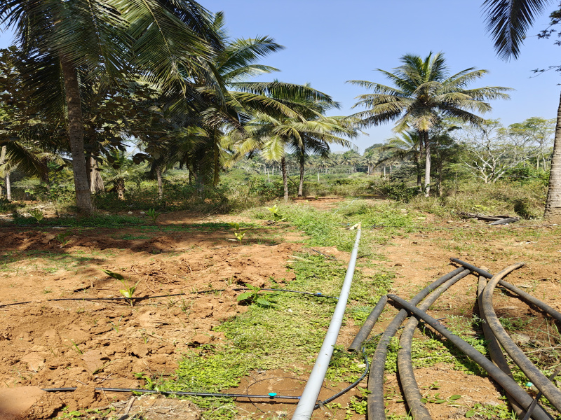  Agricultural Land 6 Acre for Sale in Bogadi Gaddige Road, Mysore