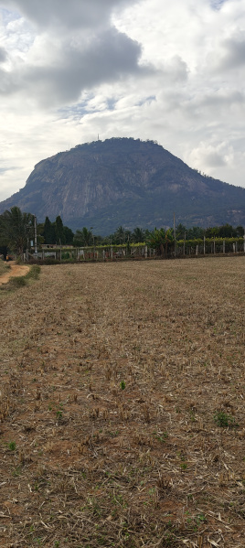  Agricultural Land 2 Acre for Sale in Manchenahalli, ChikBallapur