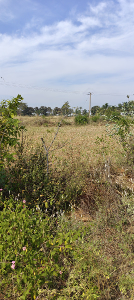  Agricultural Land 5 Acre for Sale in Hanur, Chamrajnagar