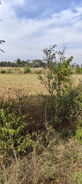  Agricultural Land 5 Acre for Sale in Hanur, Chamrajnagar