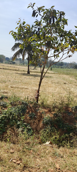  Agricultural Land 1 Acre for Sale in Hunsur Road, Mysore