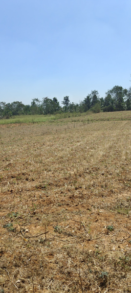  Agricultural Land 2 Acre for Sale in Hunsur Road, Mysore