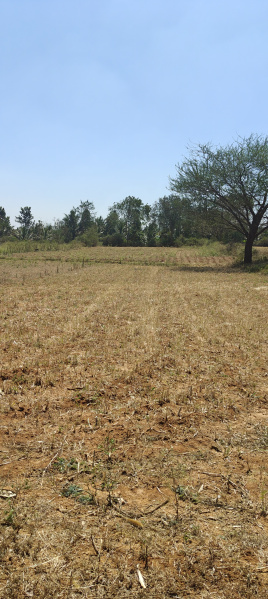  Agricultural Land 20 Guntha for Sale in Hunsur Road, Mysore