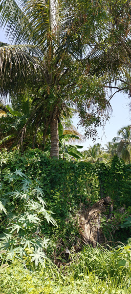  Agricultural Land 10 Acre for Sale in Kodlipet, Kodagu