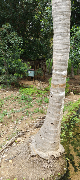  Agricultural Land 3 Acre for Sale in Kollegal, Chamrajnagar