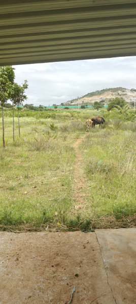  Agricultural Land 7 Acre for Sale in Chikkaballapur, Bangalore