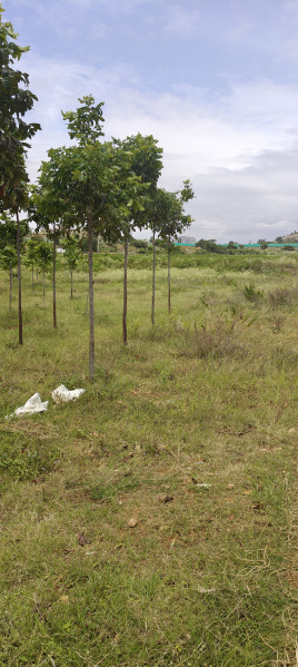  Agricultural Land 7 Acre for Sale in Chikkaballapur, Bangalore