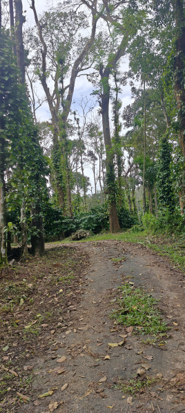  Agricultural Land 11 Acre for Sale in Madikeri, Kodagu
