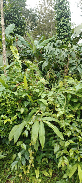  Agricultural Land 11 Acre for Sale in Madikeri, Kodagu