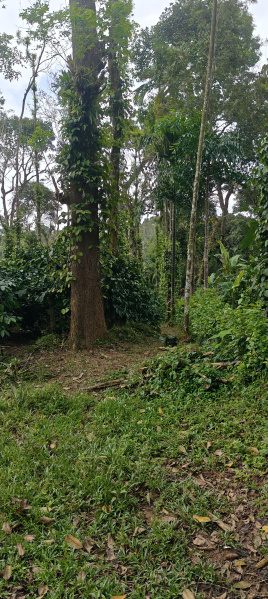 Agricultural Land 11 Acre for Sale in Madikeri, Kodagu