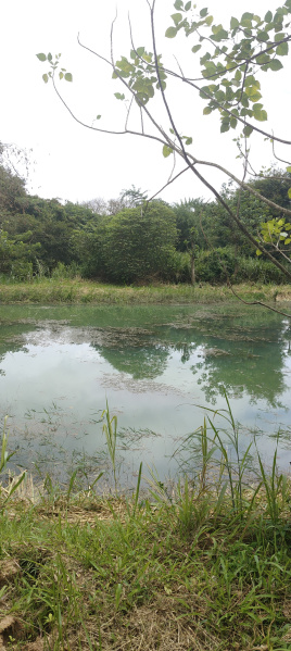 Agricultural Land 18 Acre for Sale in Ponnampet, Kodagu