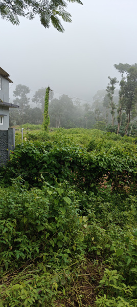  Agricultural Land 50 Cent for Sale in Virajpet, Kodagu