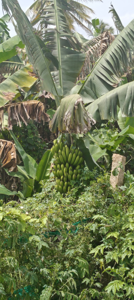  Agricultural Land 5 Acre for Sale in Kollegal, Chamrajnagar