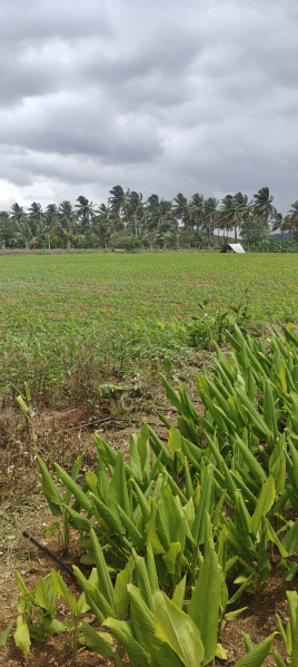  Agricultural Land 5 Acre for Sale in Kollegal, Chamrajnagar