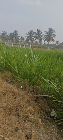  11000 Sq.ft. Agricultural/Farm Land for Sale in Beechaganahalli, ChikBallapur