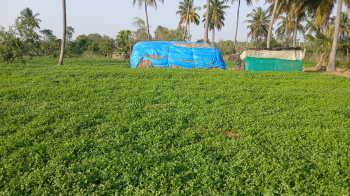 Agricultural Land for Sale in Bangarapet, Kolar