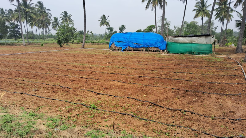  1 Acre Agricultural/Farm Land for Sale in Bangarapet, Kolar