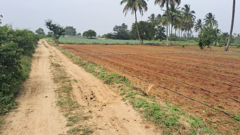  1 Acre Agricultural/Farm Land for Sale in Bangarapet, Kolar