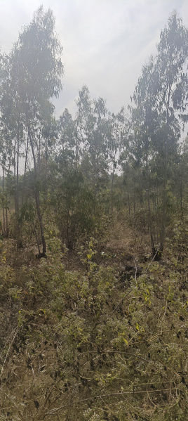  3 Acre Residential Plot for Sale in Bangarapet, Kolar