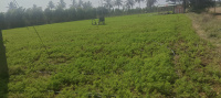  Agricultural Land for Sale in Bangarapet, Kolar